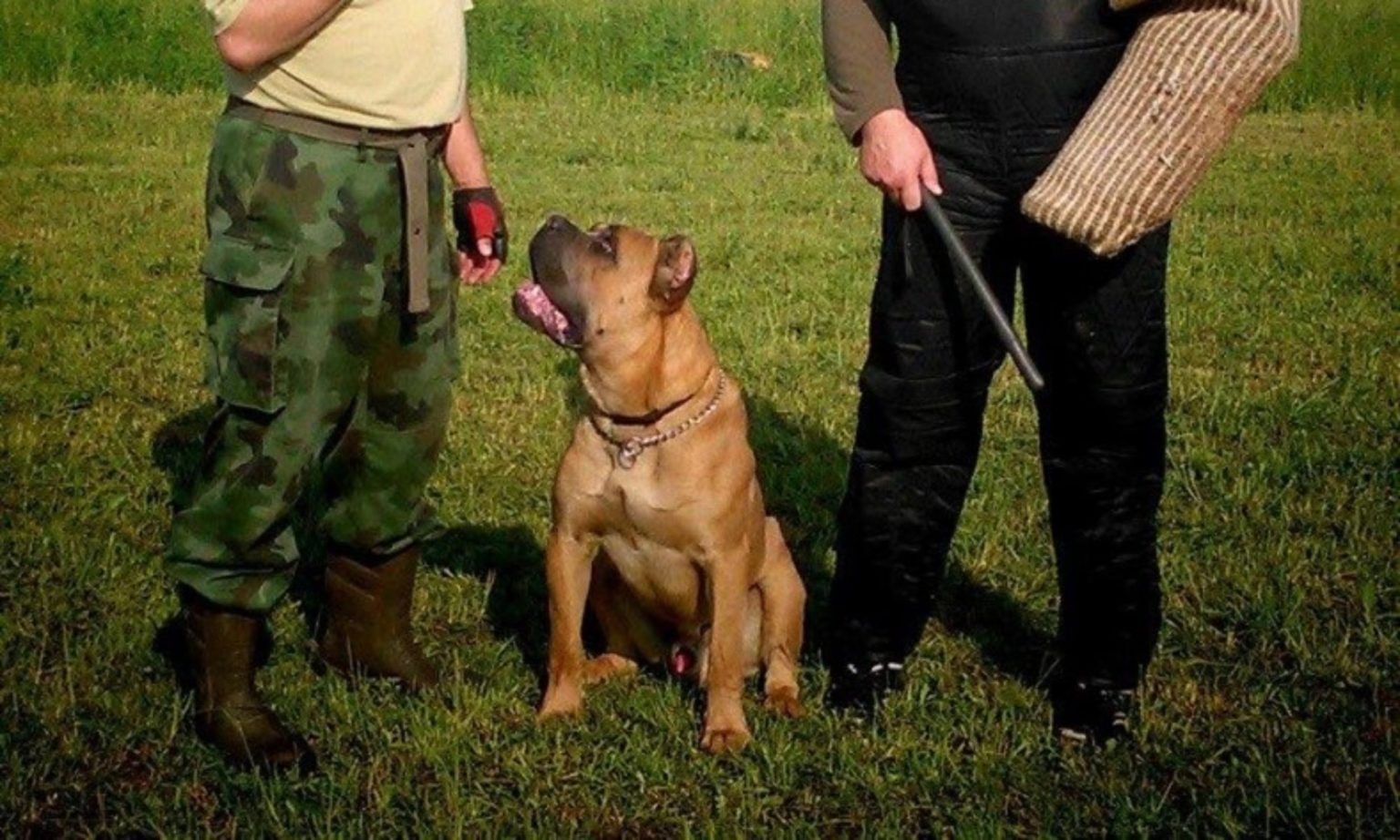 Fully Trained Cane Corso Protection Dogs - Hard Core k9 Protection Dog Training