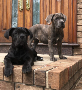 cane corso puppy training