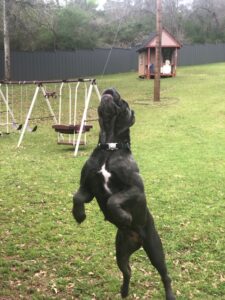 protection trained cane corso